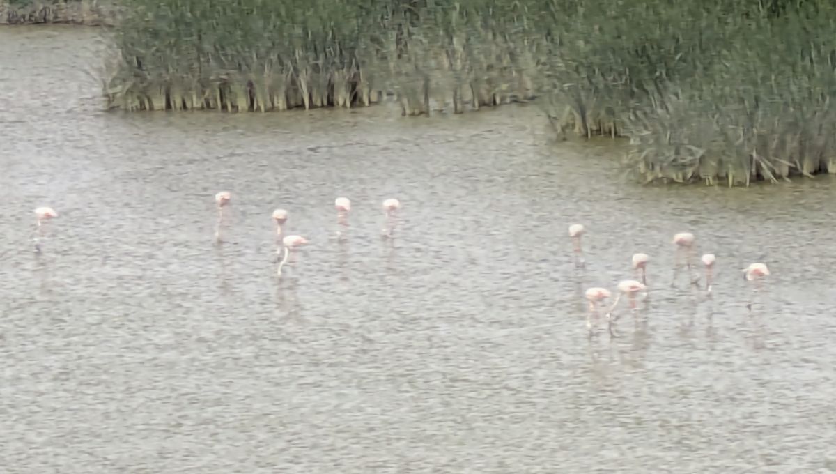 04-Flamingos im Altwasser